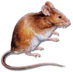 The house mouse (Mus musculus) is considered one of the most troublesome and economically important pests in the United States.