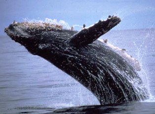 The humpback whale is a baleen whale  that sings amazing songs.