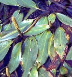 Illionois pondweed, a common submersed plant in the Florida panhandle