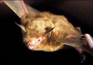 indiana bat, an endangered bat in the state of Florida