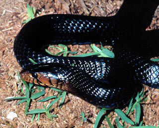 Eastern Indigo snake, a threatened snake in the state of Florida