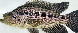 The jaguar guapote fish was first reported in Florida in 1992. 