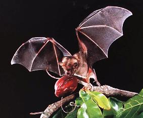 Jamaican Fruit Bat is a florida bat that eats fruit and smells like soap