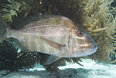 Jolthead porgy, common fish in Florida waters