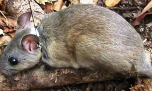 key largo wood rat an endangered mammal in Florida