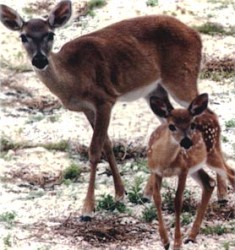 key deer and an endangered mammal in Florida