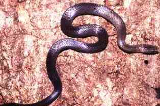 Key Ringneck Snake, a threatened snake in the Florida Keys of Florida