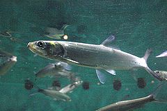 Ladyfish, a cousin of the tarpon