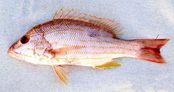 lane snapper found off the coast of Florida
