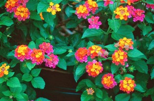 wild lantana can be seen through out the state of florida and butterflies love it