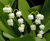 poisoinous lily of the valley plant