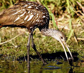 Florida Limpkin water bird