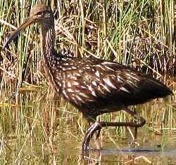 limpkin bird, a bird of special concern in Florida