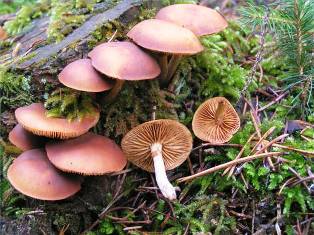 galerina or little brown mushroom