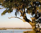 live oak tree with spanish moss hanging on the branches, a floridian fixture