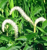Florida Lizards tail plant found near lakes and swamps
