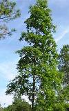 loblolly bay tree, native to central and northernl Florida