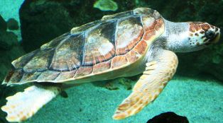 loggerhead sea turtle - a Florida reptile of special concern