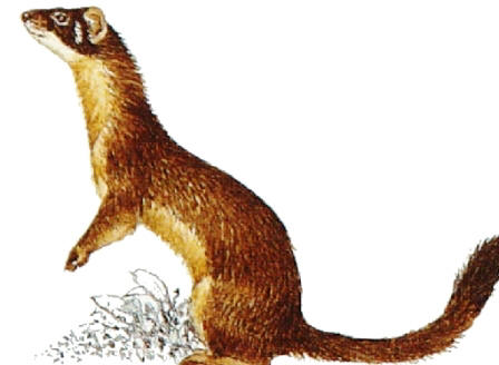 long-tailed weasel, the smallest florida carnivore
