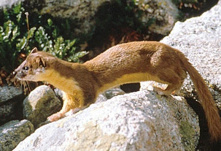Long-tailed weasel found through the non coastal areas of Florida