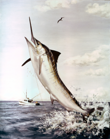 long bill spear fish Florida saltwater fish