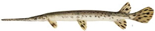 longnose gar found in rivers and streams in Florida 