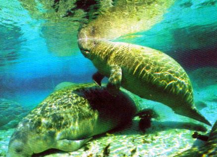 manatee can also be found at Homosassa Springs State Wildlife Park