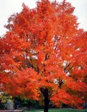 beautiful red maple tree with bright fall colors
