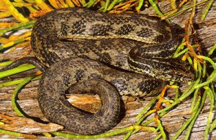 Atlantic Salt Marsh Snake