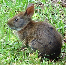 he Marsh Rabbit, Sylvilagus palustris, is found in freshwater and brackish marshes through out the state of Florida