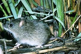 The marsh rice rat is a medium-sized generalized rat with a total length of 226-305 mm and a weight of 45-80 grams.