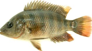 First recorded in Florida Bay in 1983, the Mayan cichlid is now established and abundant in south Florida 