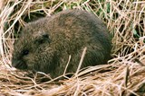 he Meadow Vole, or "Field Mouse," is a small, common rodent that lives in grassy fields, woodland, marshes, and along lakes and rivers
