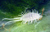 Florida mealybug