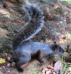 The Mexican gray squirrel is found in wooded areas on Elliot Key in Dade County where it was introduced from Mexico in 1938.