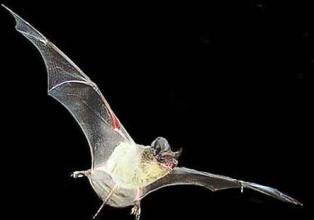 The Mexican free-tailed bat (Tadarida brasiliensis) is a medium sized bat.