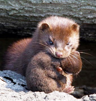 American mink found on both the atlantic and gulf coasts of Florida