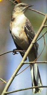 Northern mockingbird singing in Florida