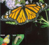 Monarch butterfly