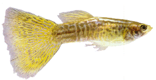 The mosquito fish is a diminutive silver-colored, live-bearing minnow that is common throughout Florida. 