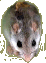 The Perdido Key Beach Mouse