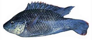 mozambique tilapia were introduced to control invasive aquatic plants in Florida