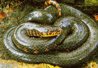 eastern mud snake