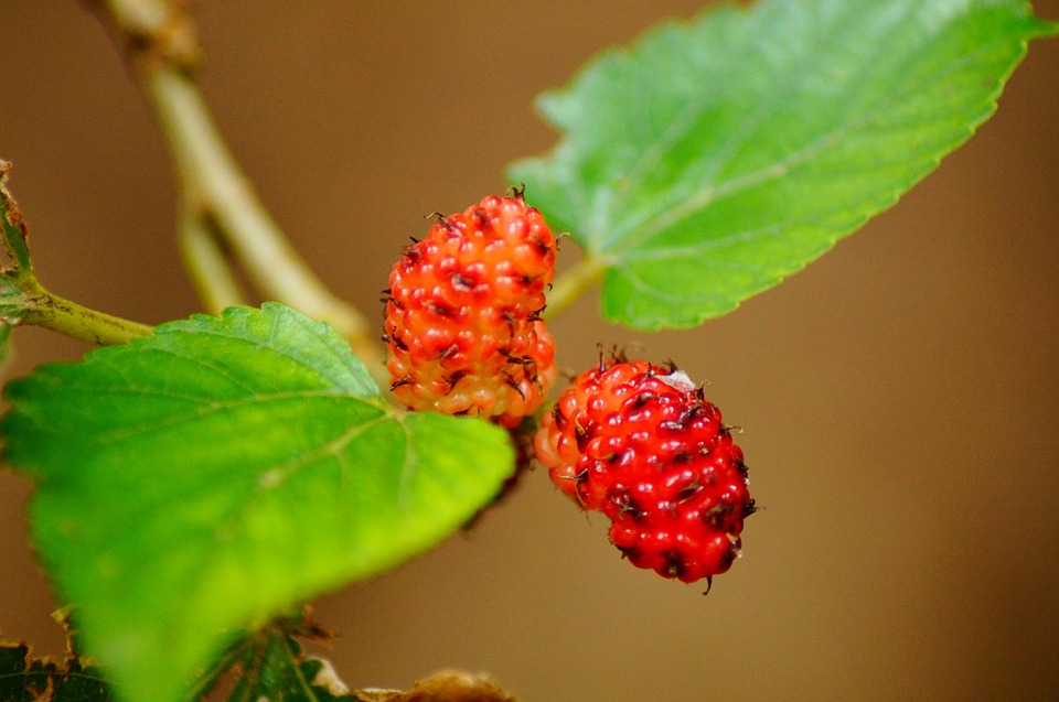 https://www.maxpixel.net/Mulberries-Mulberry-Plant-Fruit-Red-Food-Berry-201789