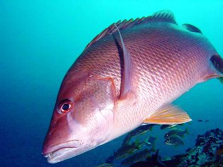 mutton snapper found off the coast of Florida