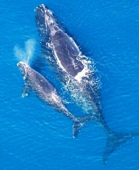 Right whales are typically sighted off Florida between November and April.