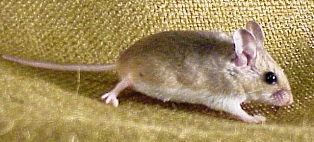 The oldfield mouse is present along the Gulf and Atlantic coastlines of Florida