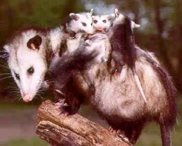 mother virginia opossum with her young on her back