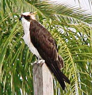 Florida osprey bird
