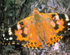 american painted lady butterfly